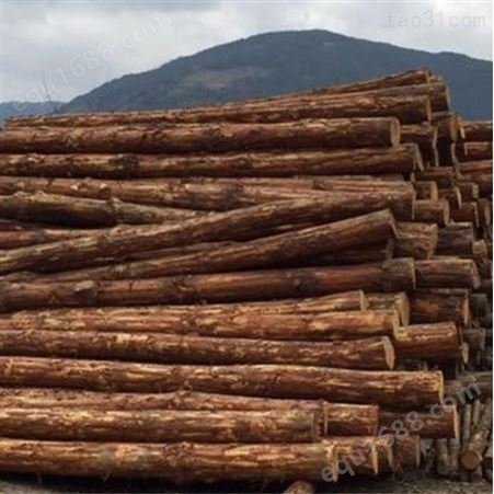 防洪杉木桩 10米杉木桩出售 胜洁木业