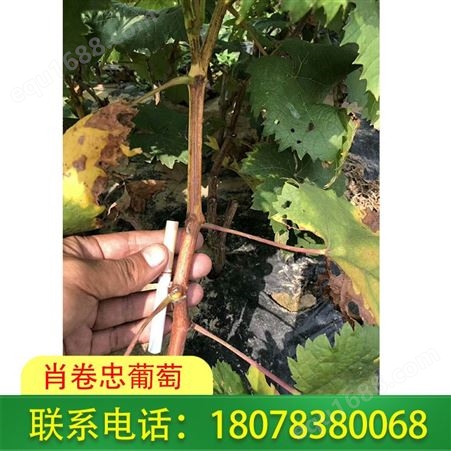 广西南宁阳光玫瑰葡萄苗售价便宜-基地长期供应
