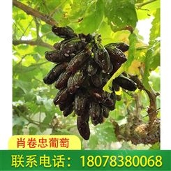 广西桂林蓝宝石葡萄种植基地欢迎您来园采摘
