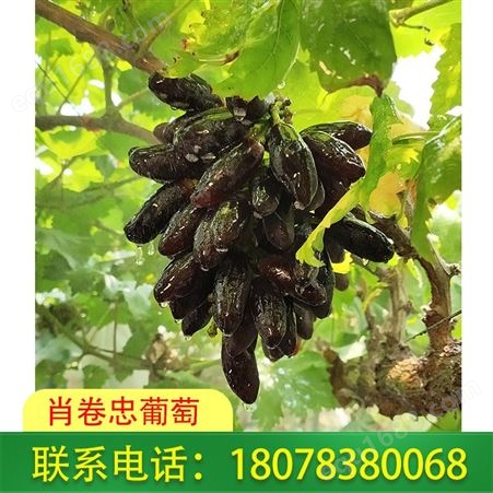 广西桂林蓝宝石葡萄种植基地欢迎您来园采摘