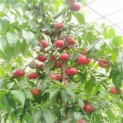 欢乐果园 油桃苗培养树型 秋季压枝栽培管理