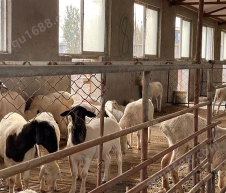 杜波绵羊肉羊品种具有早熟生长发育快体高48cm上