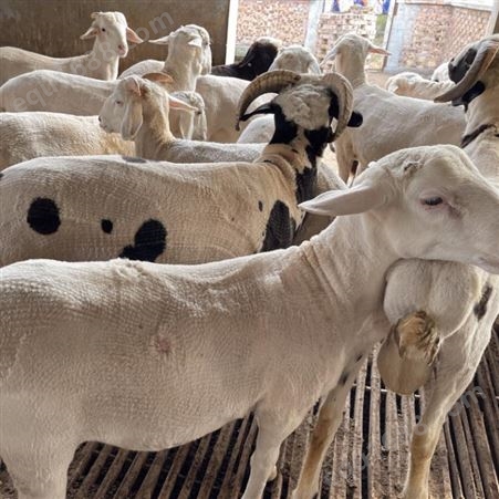 福华养殖场出售体型结构好毛色较多的波尔山羊 杜泊绵羊50kg以上