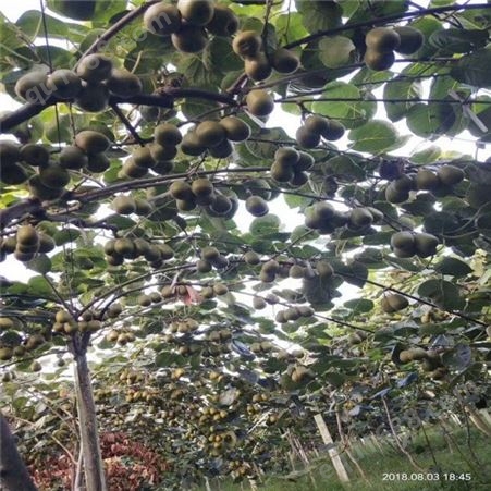 欢乐果园 批发猕猴桃树 猕猴桃苗品种 新鲜采摘