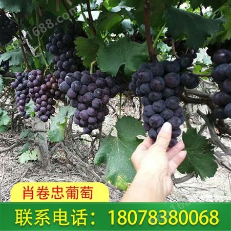 礼盒装巨峰葡萄出售_广西桂林肖卷忠欢迎您下单