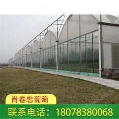 广西南宁温室大棚-花卉大棚制作价格透明