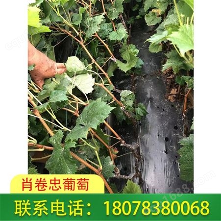 广西南宁阳光玫瑰葡萄苗售价便宜-基地长期供应