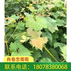 广西so4砧木销售-东兴阳光玫瑰葡萄苗供应
