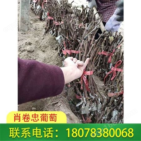 广西葡萄种植——岑溪蓝宝石葡萄苗供应商服务好