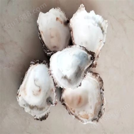贝壳粉 高白度钙粉 煅烧水性涂料用 高钙饲料用