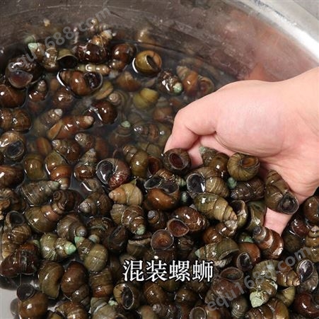 现捞石螺鲜活田螺活的新鲜清水螺蛳肉活体石螺肉干净无沙混装螺蛳4斤